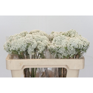 Ozothamnus Booming White