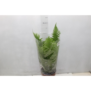 CYATHEA MEDULLARIS P17