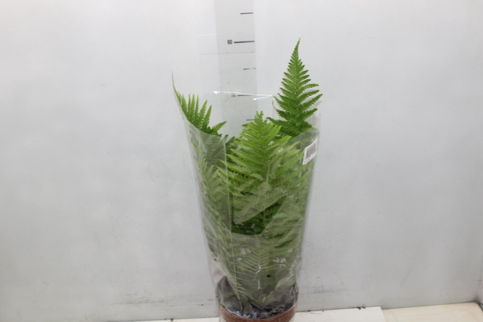 <h4>CYATHEA MEDULLARIS P17</h4>