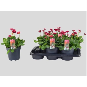 BELLIS TASSO RED
