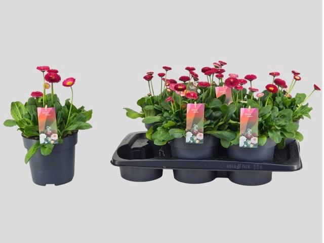 <h4>BELLIS TASSO RED</h4>