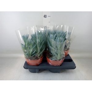 Curio ficoides 'Stelvio'