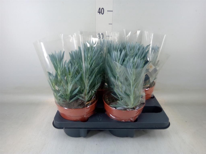 <h4>Curio ficoides 'Stelvio'</h4>