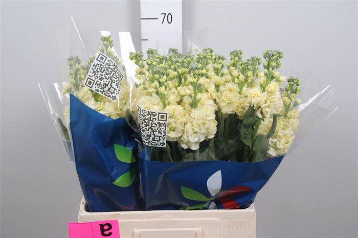 <h4>Matth Iron Yellow</h4>