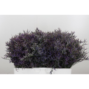 Limonium Sinense Safora Dark Blue