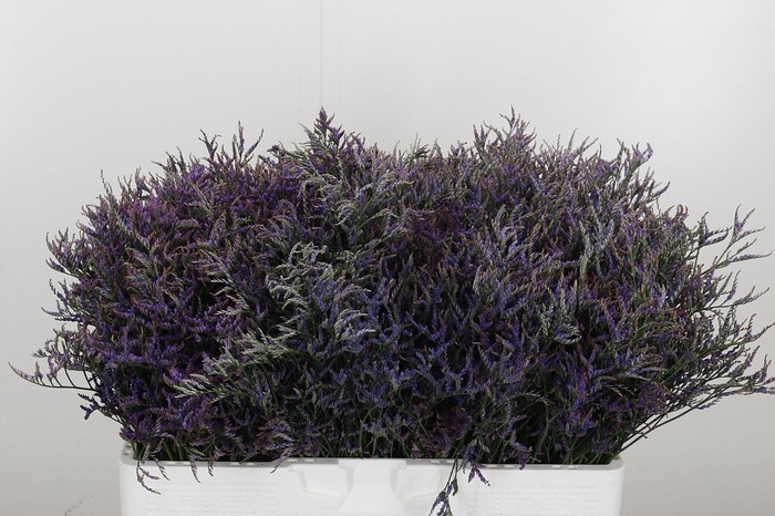 <h4>Limonium Sinense Safora Dark Blue</h4>