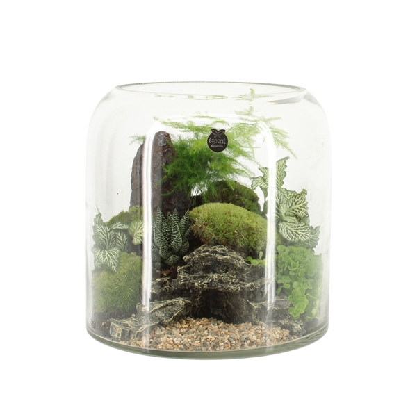 <h4>Arrangementen kamerplanten H%</h4>