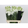 Matthiola Iron White