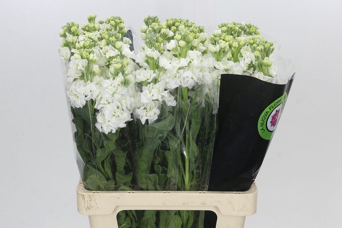 <h4>Matthiola Iron White</h4>