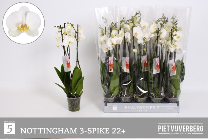 <h4>PHAL WHITE NOTTINGHAM 3 TAK</h4>