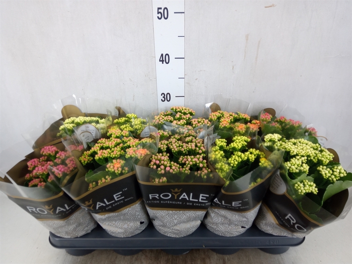 <h4>Kalanchoe blos. 'RoyalDon'   ..mix</h4>