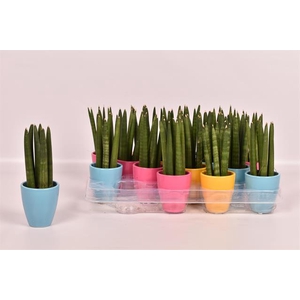 Sansevieria Cylindrica 6Ø 18cm CP