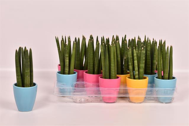 Sansevieria Cylindrica 6Ø 18cm CP