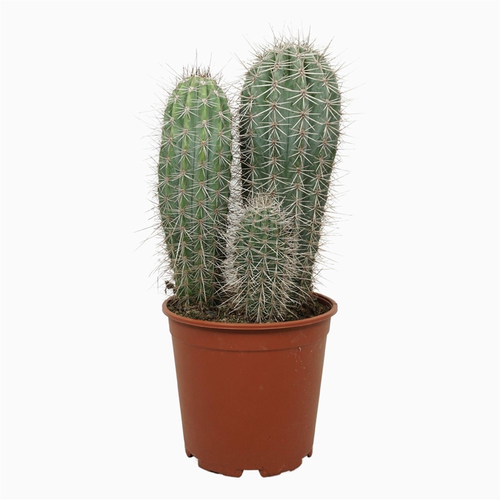 <h4>Pachycereus pringlei</h4>