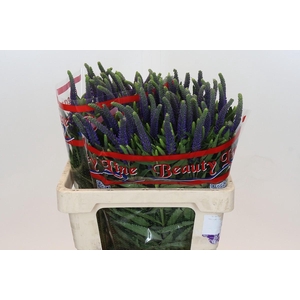 Veronica Skyler Blue