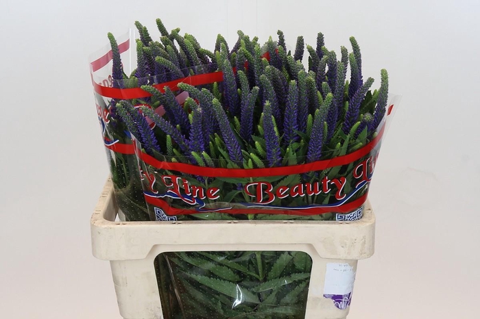 <h4>Veronica Skyler Blue</h4>