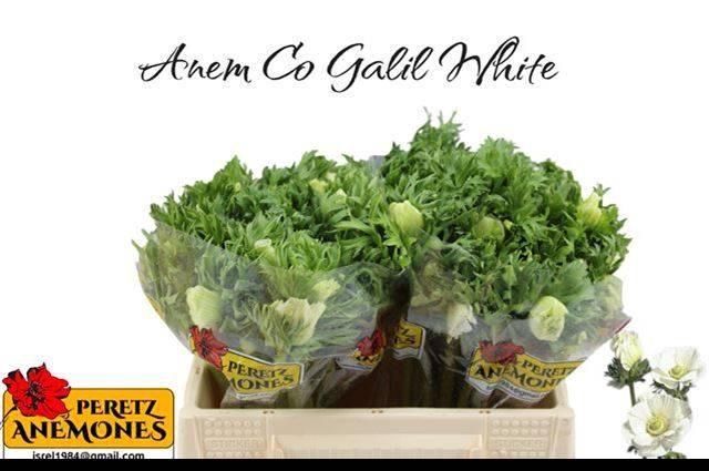<h4>Anem Co Galil Wit</h4>