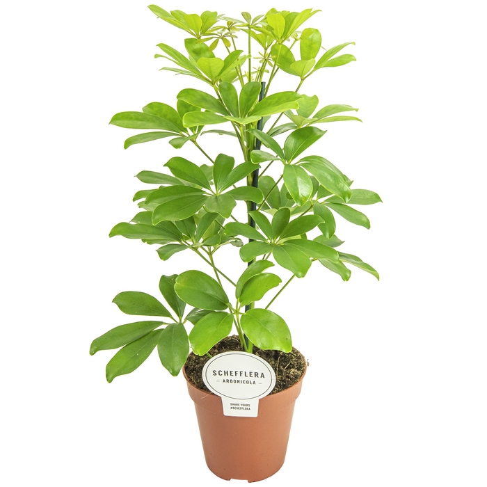 <h4>Schefflera arbor. 'Nora'</h4>