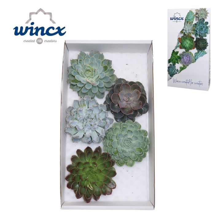 <h4>Echeveria Mix (wincx) Cutfl (5spc.)</h4>