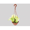 JIBOIA BRANCO C13 PENDENTE