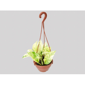 JIBOIA BRANCO C13 PENDENTE