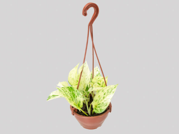<h4>JIBOIA BRANCO C13 PENDENTE</h4>