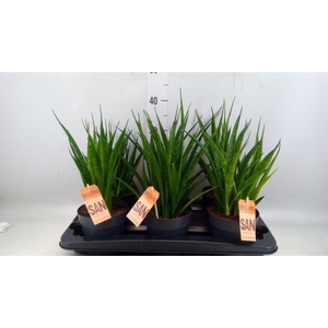 Sansevieria kirkii 'Friends'