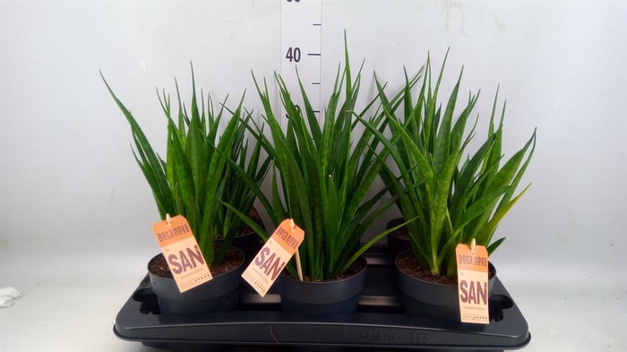 <h4>Sansevieria kirkii 'Friends'</h4>