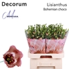 Eust. russ. EN 'Bohemian Pink' DECORUM