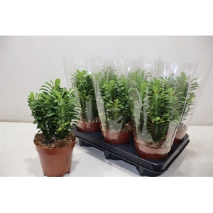 Euphor Trigona