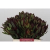 Leucadendron Saf Sunset Dark Red