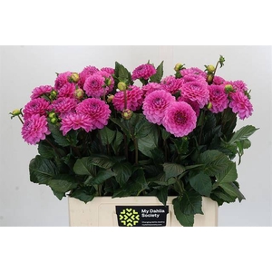 Dahlia Dark Wizzard