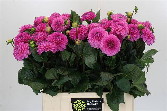 <h4>Dahlia Dark Wizzard</h4>
