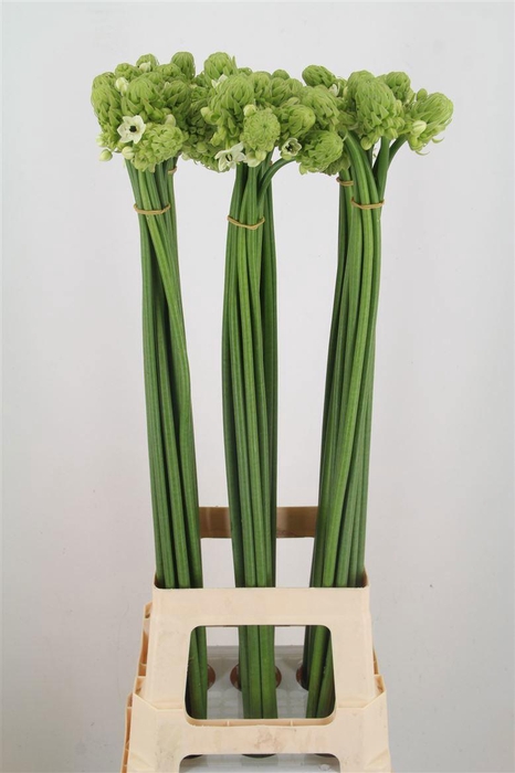 <h4>ORNIT SAUNDERSIAE</h4>