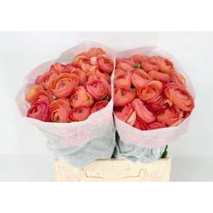 Ran Clooney Fragolino