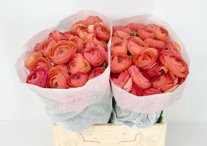 <h4>Ran Clooney Fragolino</h4>