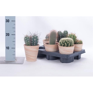 CACTUS OV