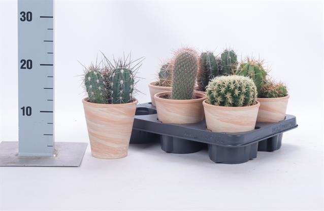 <h4>CACTUS OV</h4>
