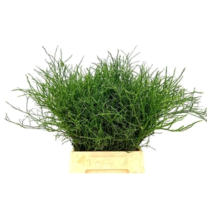 Huckleberry Per Bos 55 Cm