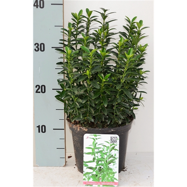 <h4>Euonymus japonicus 'Microphyllus'</h4>