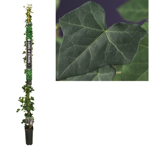 Hedera hibernica +Long & Strong label