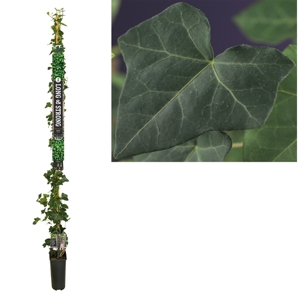 <h4>Hedera hibernica +Long & Strong label</h4>