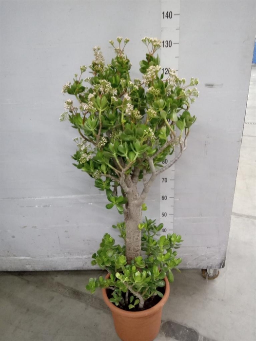 <h4>Crassula ovata</h4>