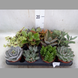 Succulents   ...