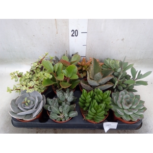 Succulents   ...