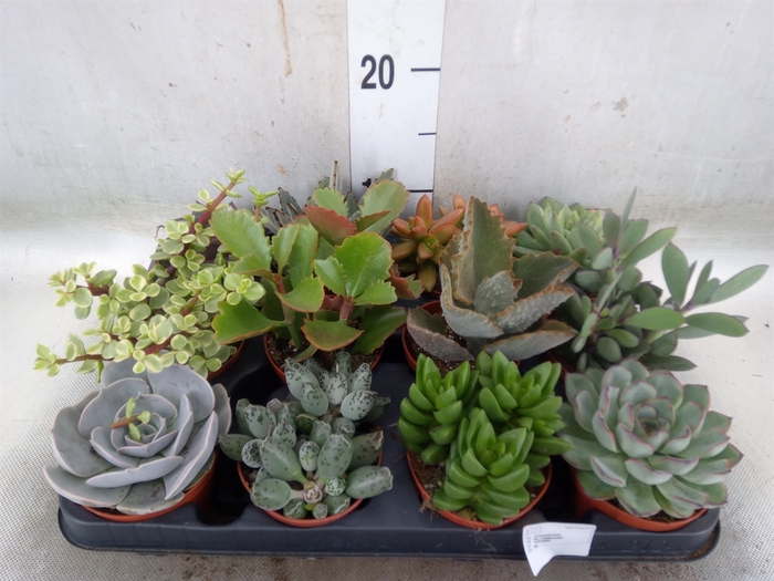 <h4>Succulents   ...</h4>