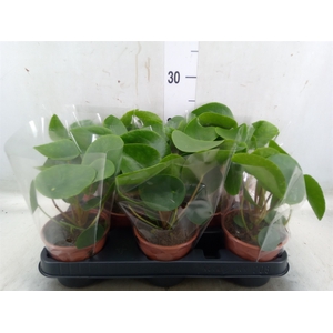 Pilea peperomoides