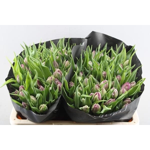 Tu Du Double Princes (pink)100