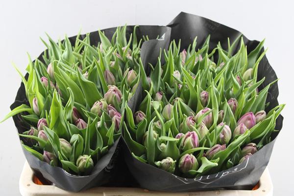 <h4>Tu Du Double Princes (pink)100</h4>