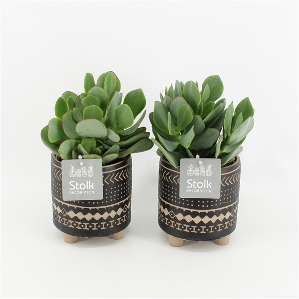 <h4>Crassula Arborescens in Maya keramiek</h4>